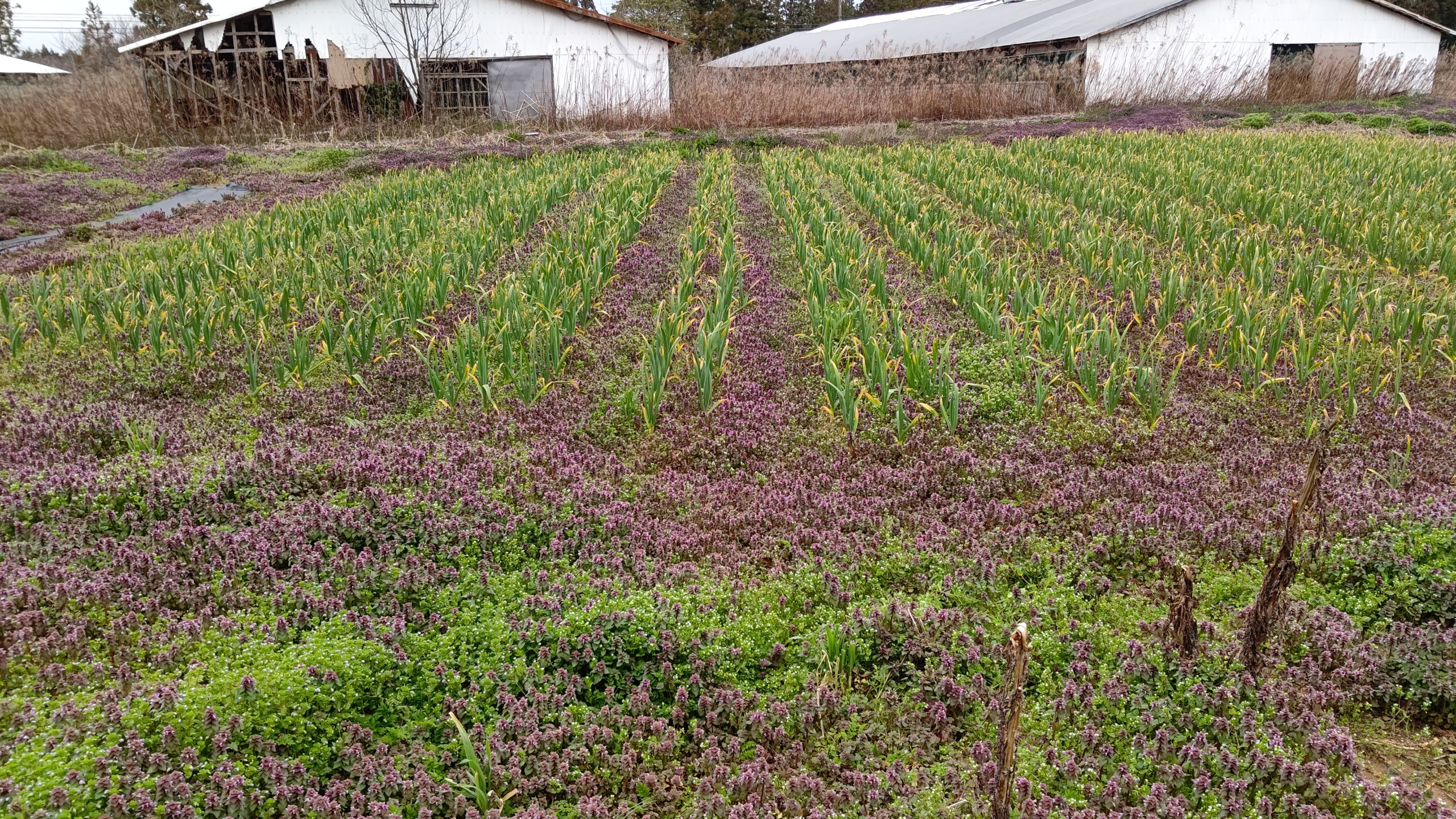 今のにんにく畑の様子です-2024-03-25