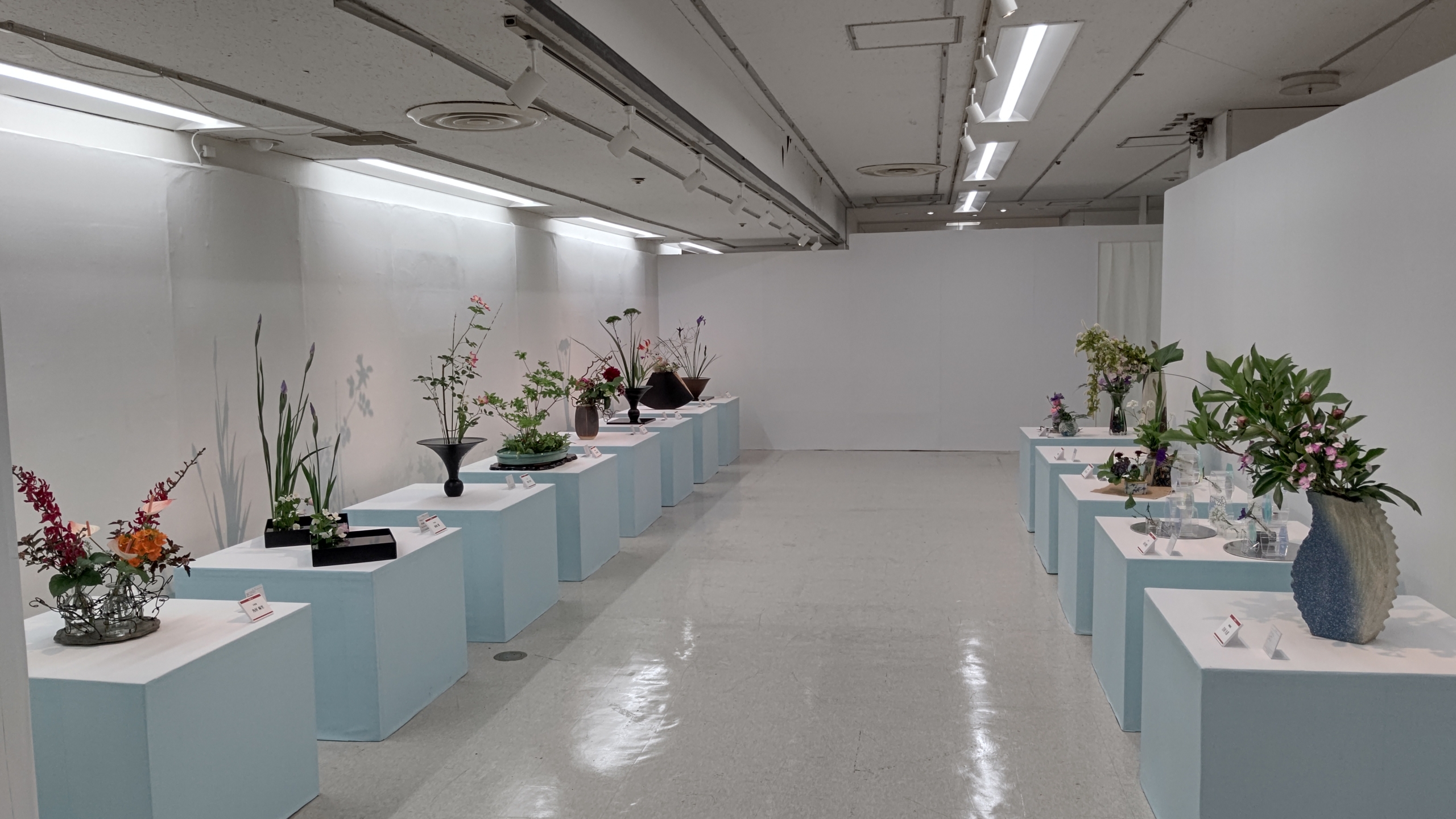 花を生産するほ場は相当気合を入れて構築しないと生け花の商材に使えないことだけは分かりました-2024-05-15