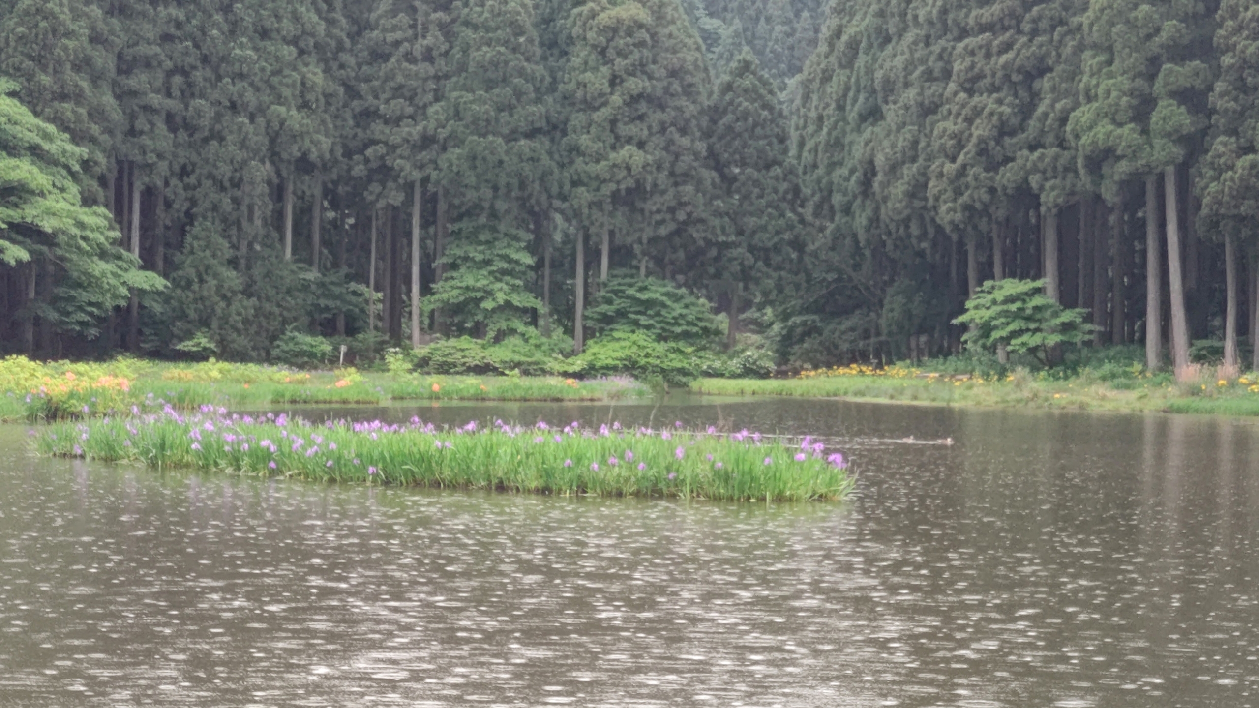 琵琶湖の近くにある滋賀県高島市のカキツバタの群生地に来てます-2024-05-19
