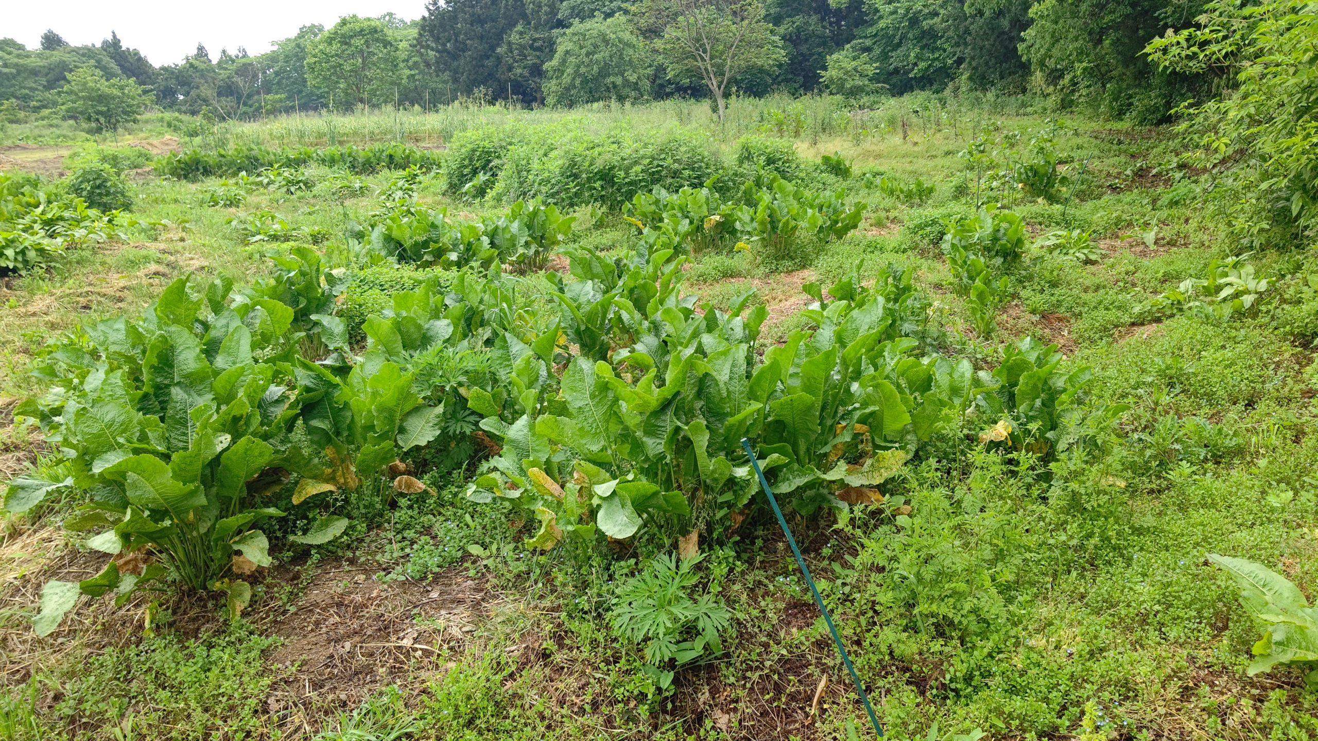 「西洋わさび」という表現を「山わさび」に統一させることにします-2024-05-25