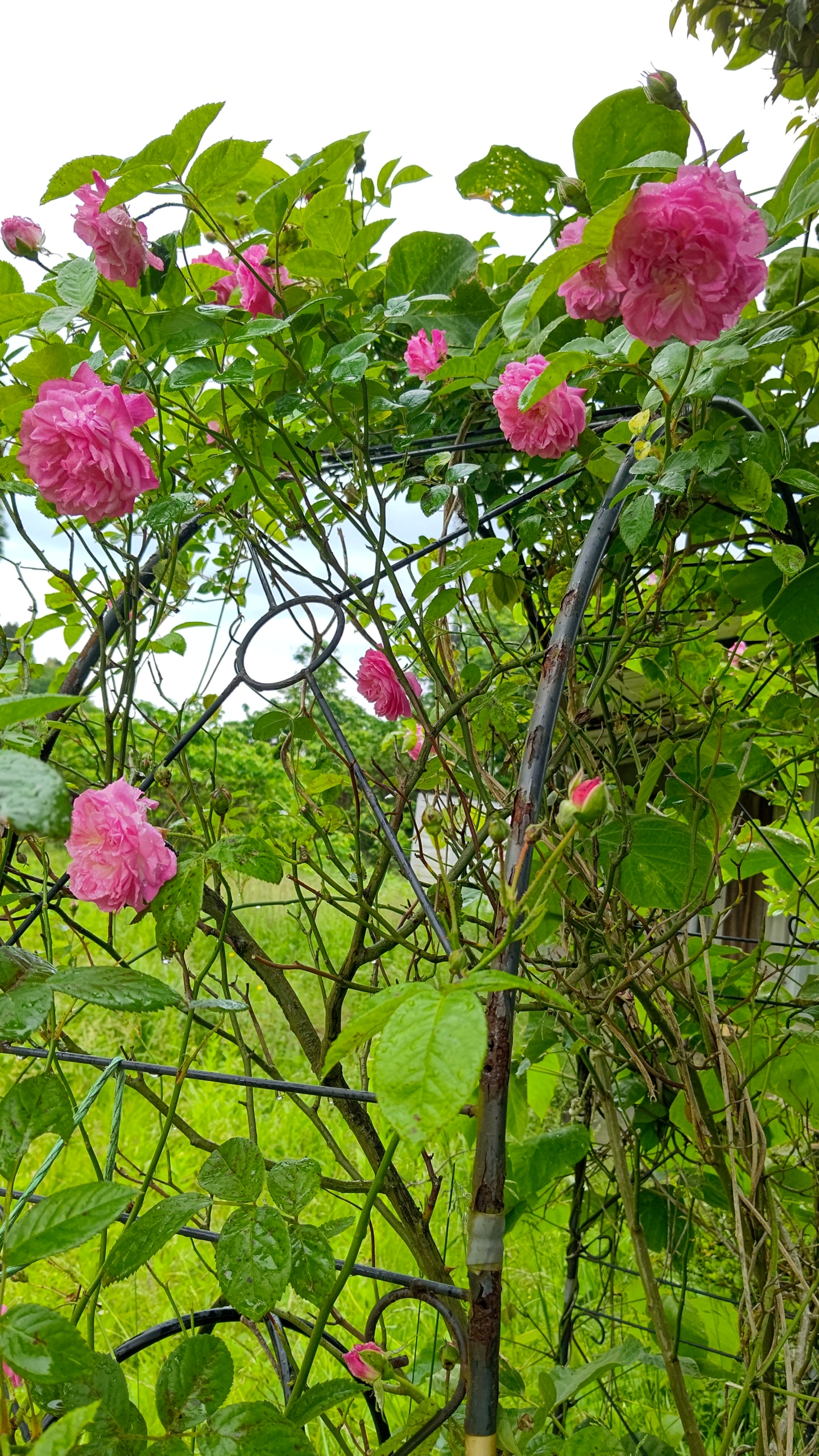 2021年にアーチを設置しました。今年ようやく役にたちました-2024-05-27