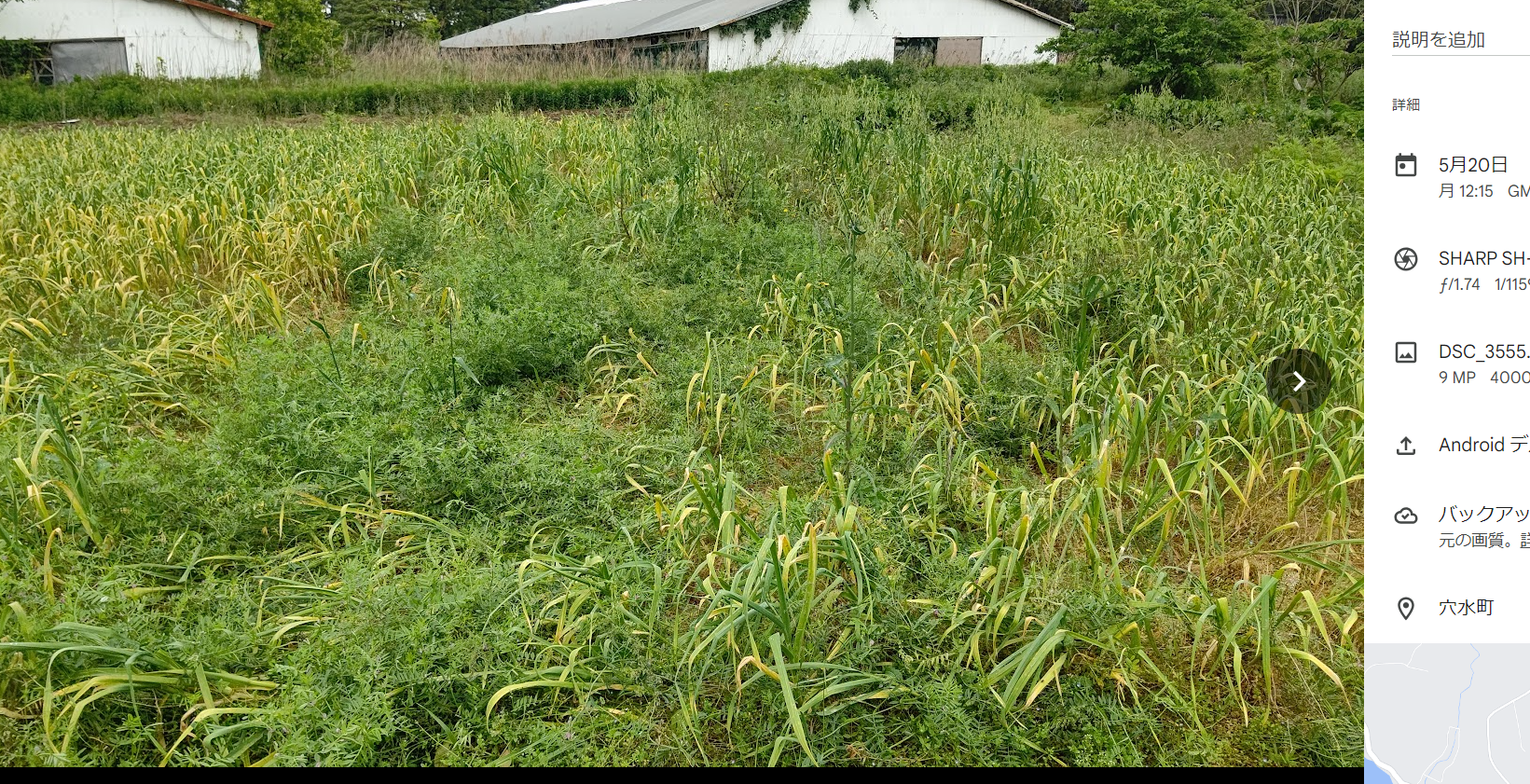 ニンニクの芽が伸びてきたけどほとんどが丸まりました-2024-05-20