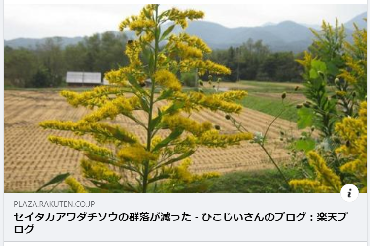 セイタカアワダチソウについては、ほったらかしにしても１０年もすれば自分の根から出した毒で自滅すると言われています-2023-04-05