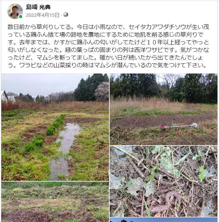 そういえば今年はマムシをまだ見なかった-2023-04-15