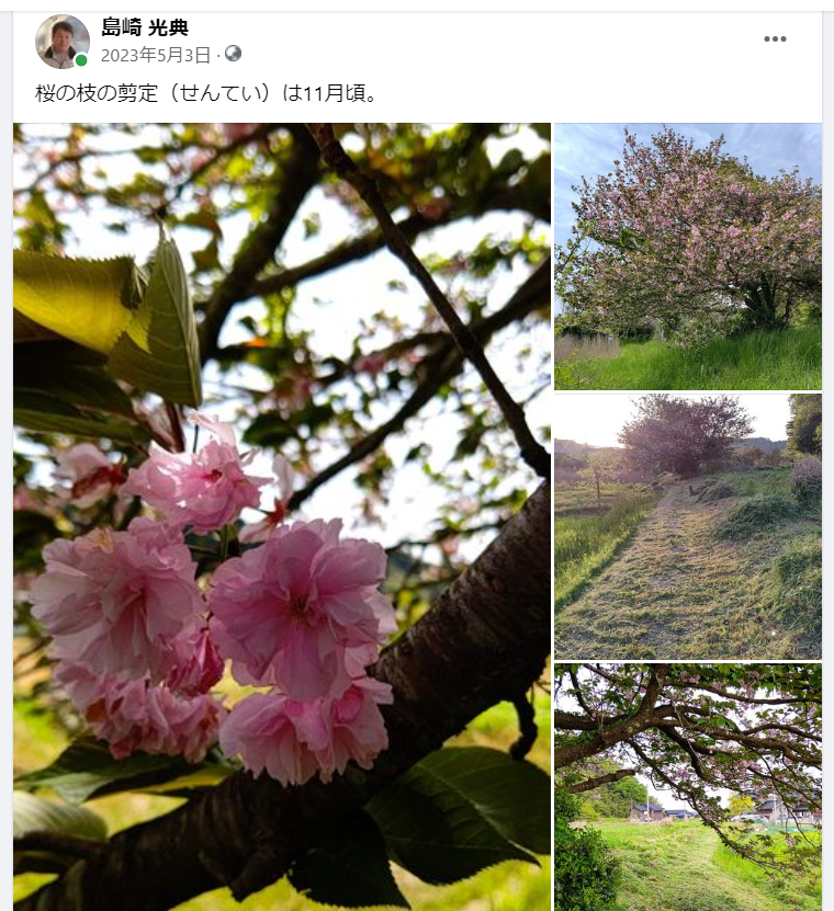 桜の枝の剪定（せんてい）は11月頃-2023-05-03