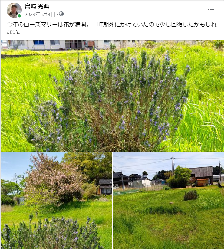 今年のローズマリーは花が満開-2023-05-04