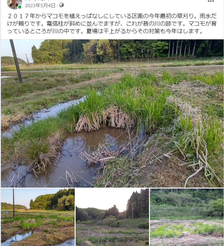 ２０１７年からマコモを植えっぱなしにしている区画の今年最初の草刈り-2023-05-04