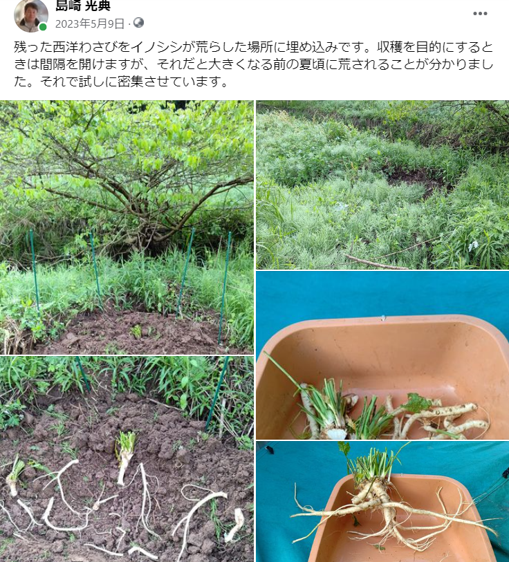残った山わさび（西洋わさび）をイノシシが荒らした場所に埋め込みです-2023-05-09