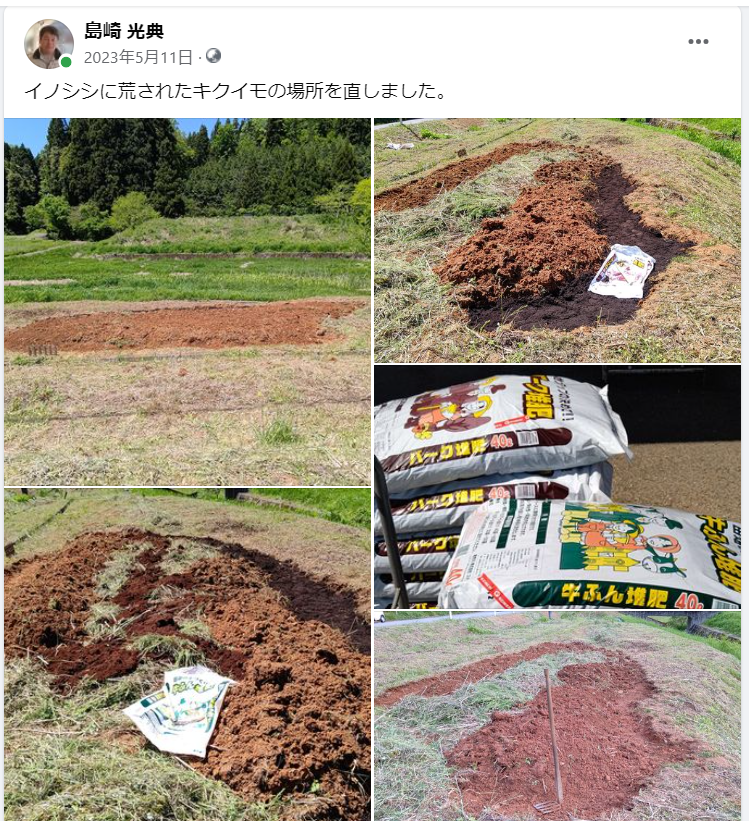 イノシシに荒されたキクイモの場所を直しました-2023-05-11