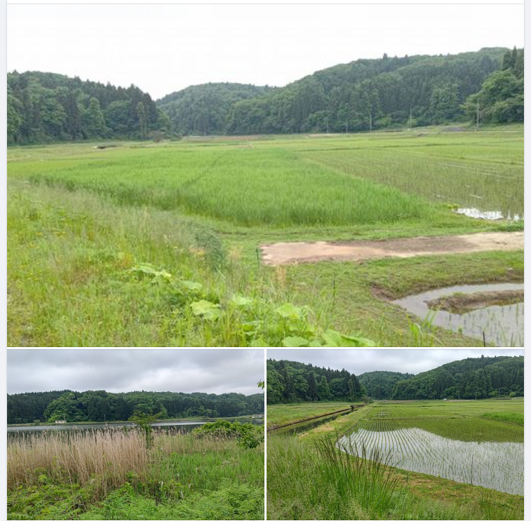 日曜日に草刈りを頼まれた耕作放棄地の視察です-2023-05-20