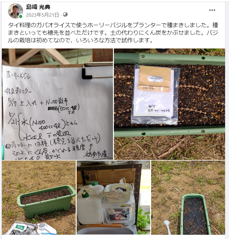 タイ料理のガパオライスで使うホーリーバジルをプランターで種まきしました-2023-05-21