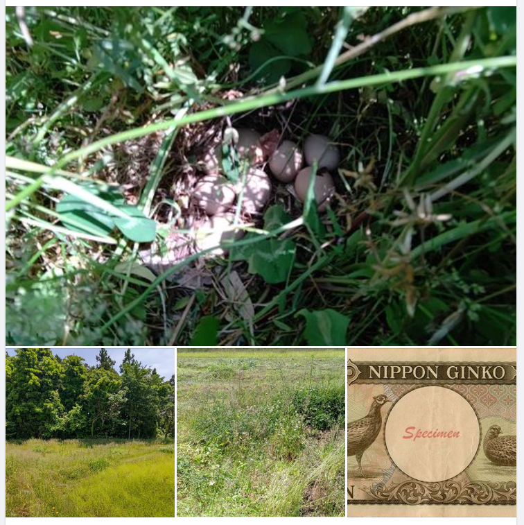 草刈り中に突然「キジ」が飛び出したのでびっくりしたら、卵を温めているところでした-2023-05-28