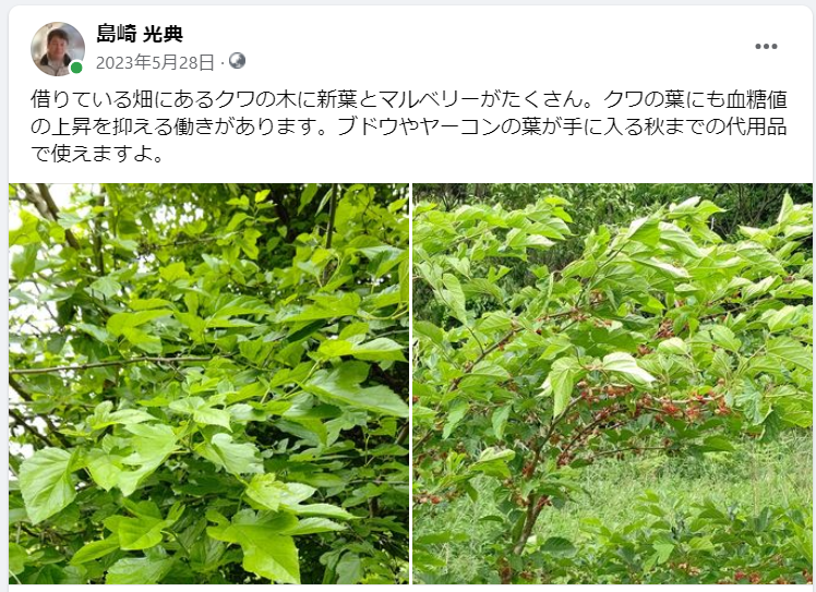 借りている畑にあるクワの木に新葉とマルベリーがたくさん-2023-05-28