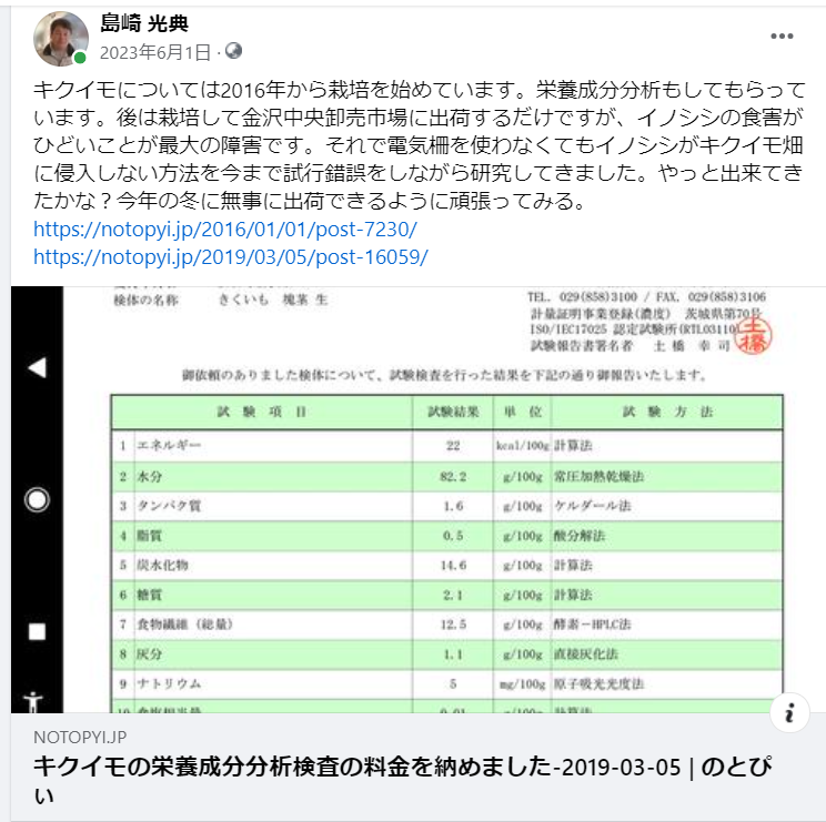 キクイモについては2016年から栽培を始めています-2023-06-01