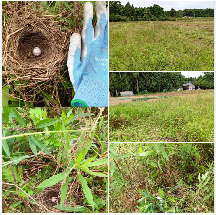 カラスノエンドウが生えている草むらの中に小鳥の巣に卵がひとつ-2023-06-01