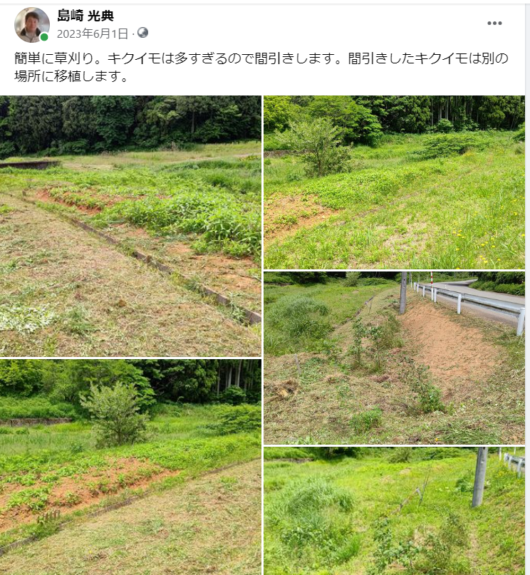 簡単に草刈り。キクイモは多すぎるので間引きします-2023-06-01