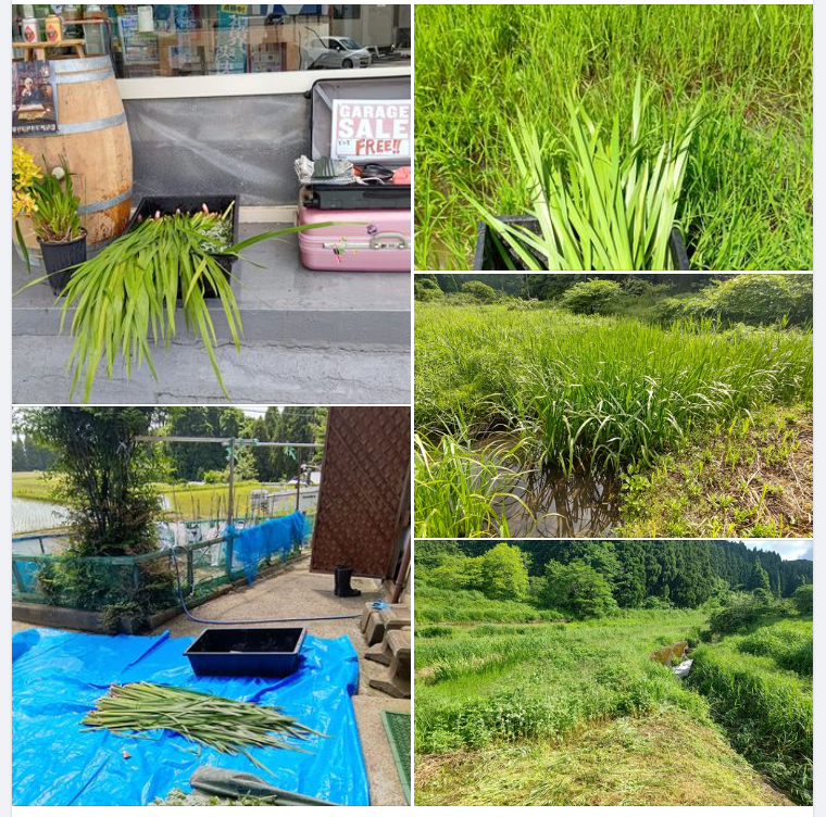 森本石油さんにショウブとヨモギを届けました-2023-06-03