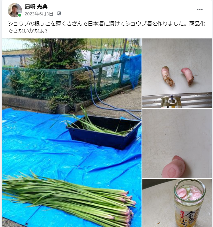 ショウブの根っこを薄くきざんで日本酒に漬けてショウブ酒を作りました-2023-06-03
