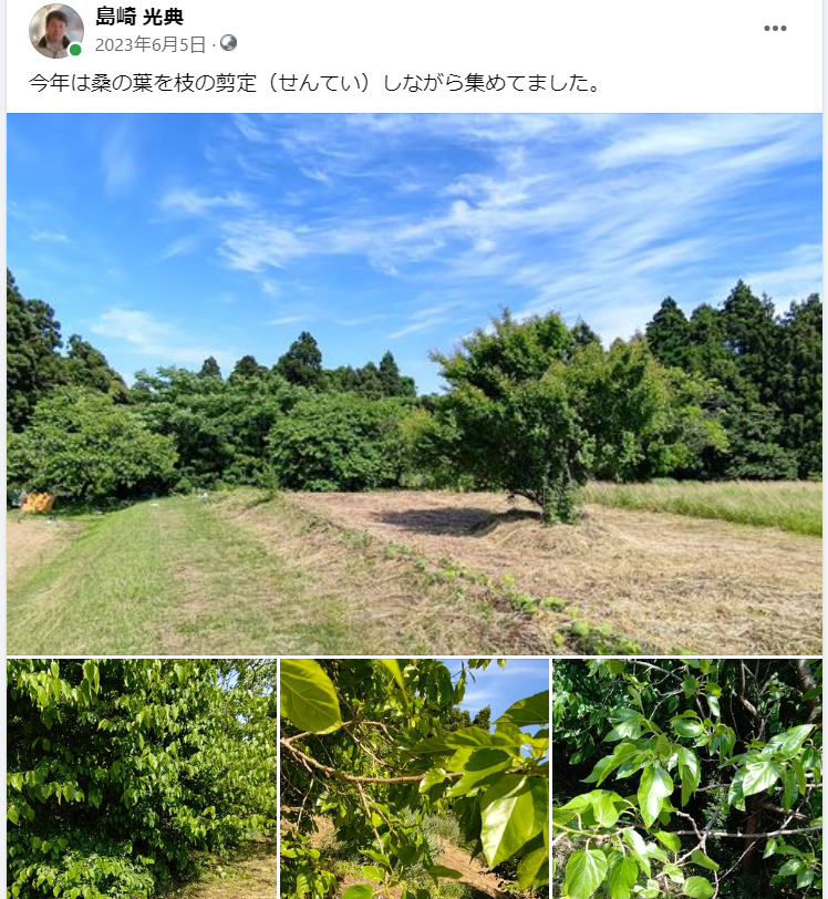 今年は桑の葉を枝の剪定（せんてい）しながら集めてました-2023-06-05