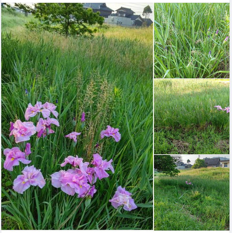 花菖蒲が咲き始めました-2023-06-07