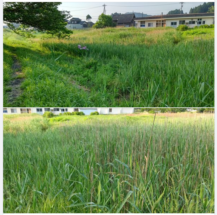 一本一本バラバラに伸びているので、ススキではなくて、ヨシです-2023-06-07