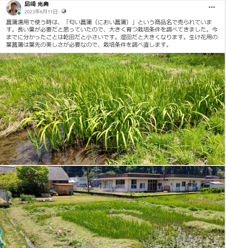 生け花用の葉菖蒲は葉先の美しさが必要なので、栽培条件を調べ直します-2023-06-11