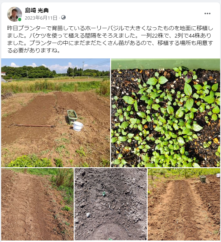 ホーリーバジルで大きくなったものを地面に移植しました-2023-06-11