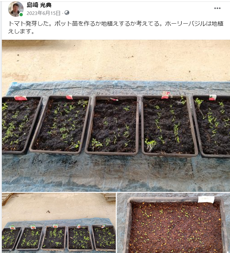 トマト発芽した-2023-06-15
