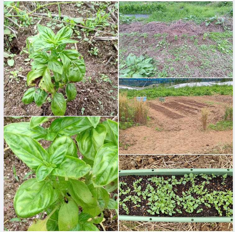 スイートバジルの地植えは、この場所だと難しそう-2023-06-15