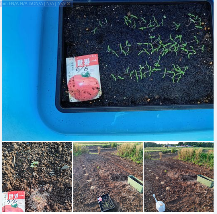 世界一トマトの双葉が出たばかりの苗をホーリーバジルの間に地植えしてみました-2023-06-16