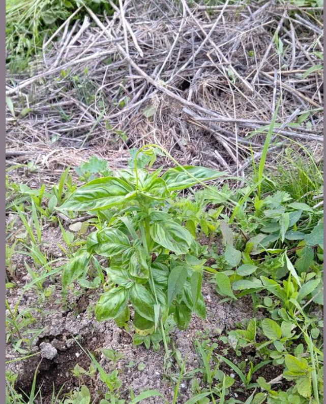 スイートバジルを地植えしてみたけれど、売り物にはならない予感がしてる-2023-06-22