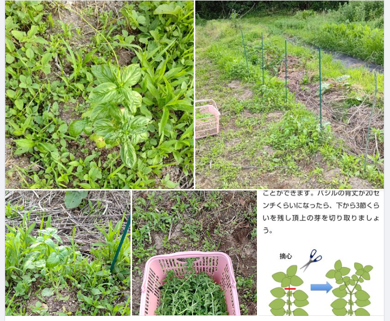 地植えしたスイートバジルが大きく育ってきたので1回目の摘心（てきしん）です-2023-06-25