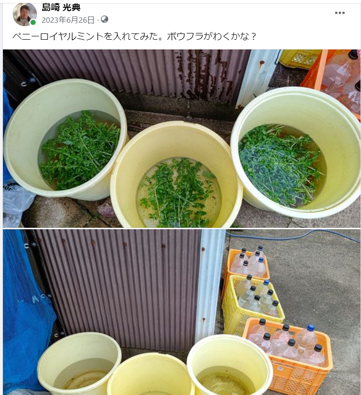 ペニーロイヤルミントを入れてみた-2023-06-26