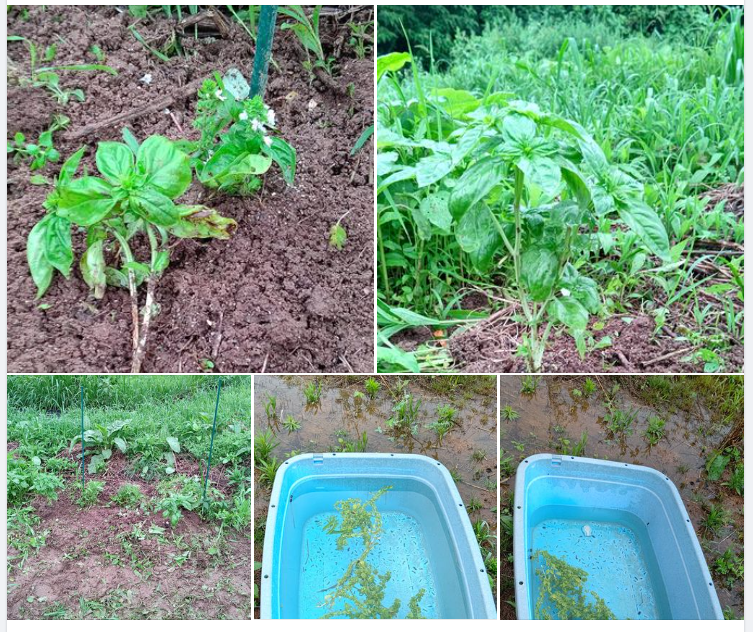 スイートバジルの様子を見てきた-2023-07-01