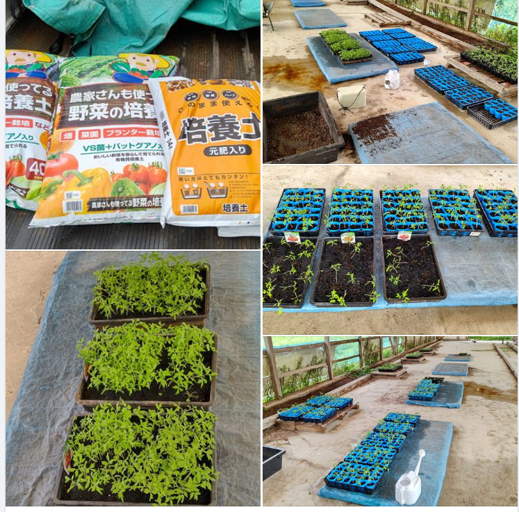 ナツノコマというトマトジュース用の品種です-2023-07-01