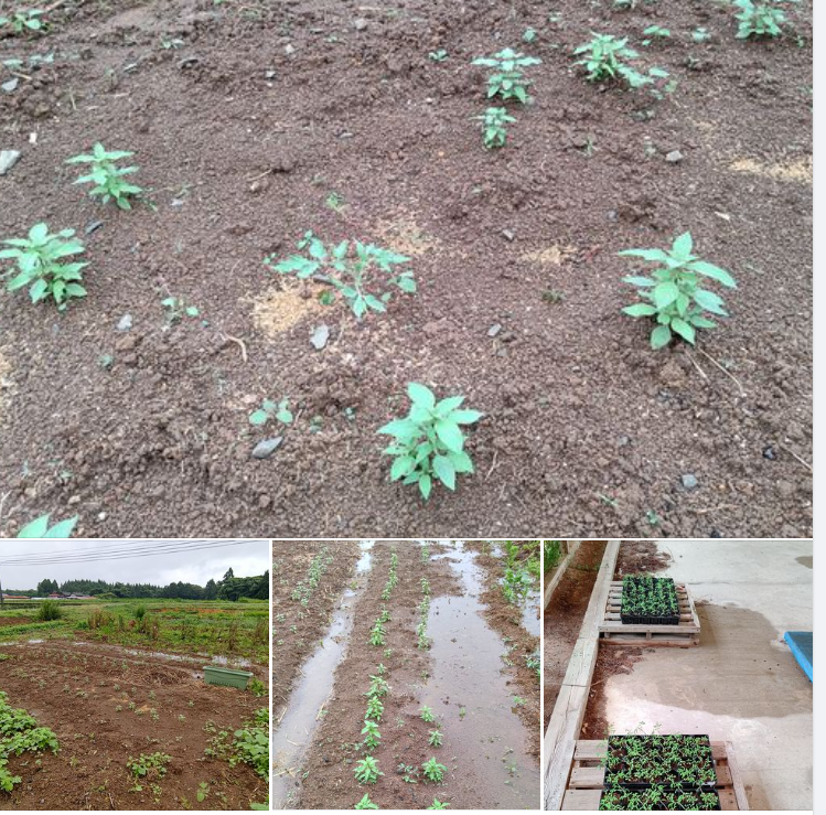 でも地植えの苗の方がポット苗よりも成長が早いのはどうして？-2023-07-01