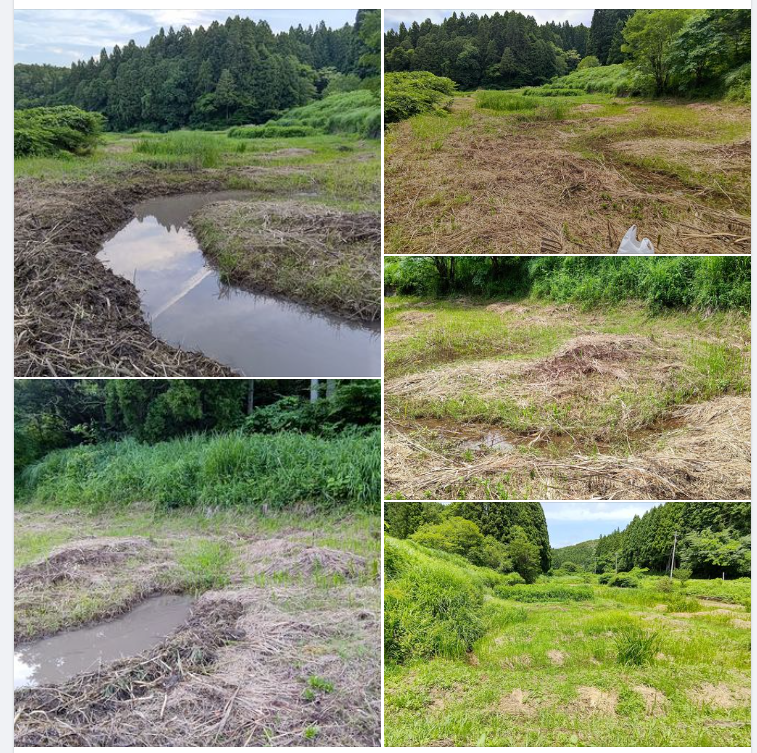 葉菖蒲と一緒に飾るカキツバタを栽培する場所を作る作業を始めました-2023-07-02