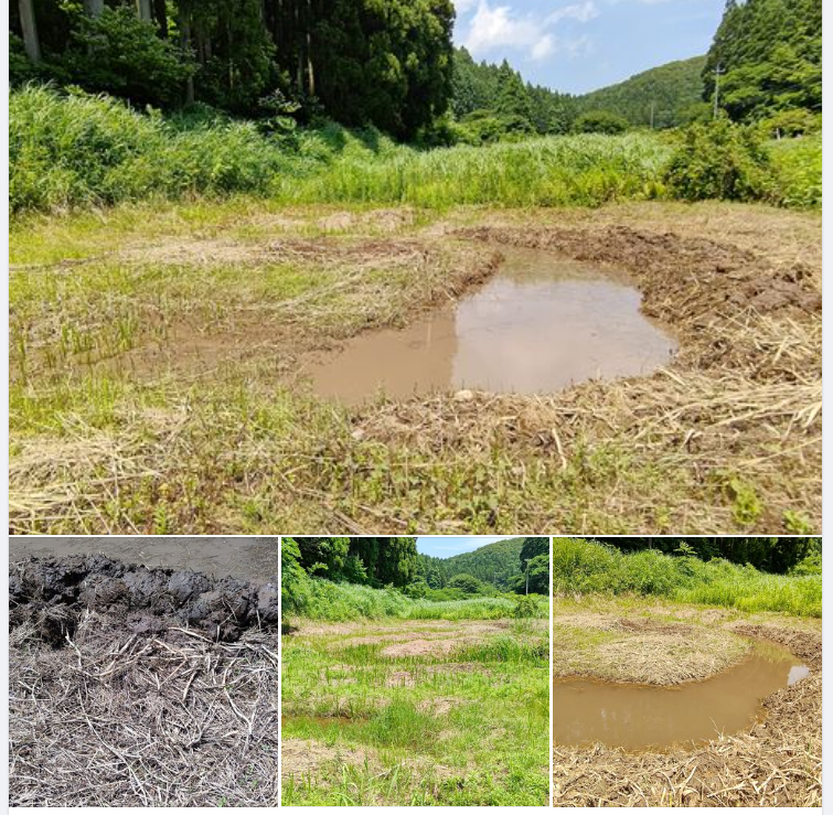 地下茎の除去が終わればカキツバタを移植できる-2023-07-03