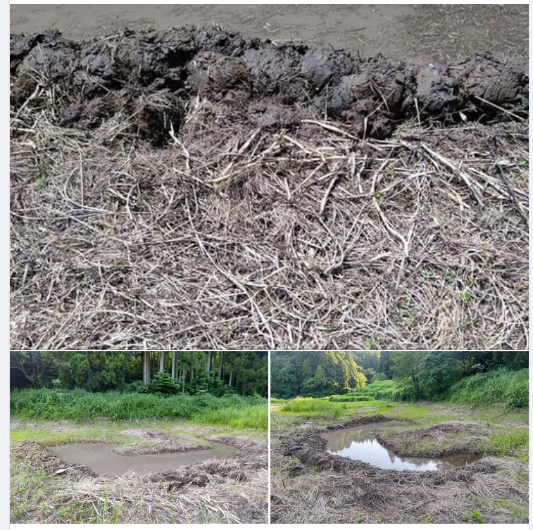 地面を50〜60cmほど掘ってます。そのくらいしないとオギの地下茎は取れません-2023-07-03