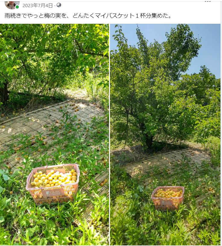 雨続きでやっと梅の実を、どんたくマイバスケット１杯分集めた-2023-07-04