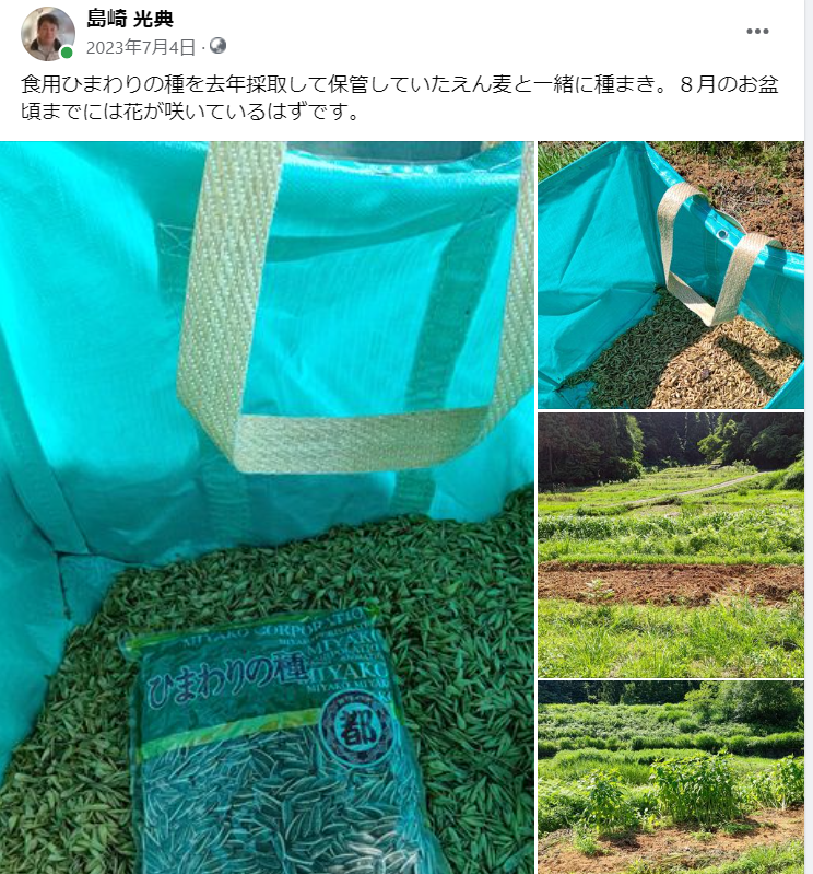 食用ひまわりの種を去年採取して保管していたえん麦と一緒に種まき-2023-07-04