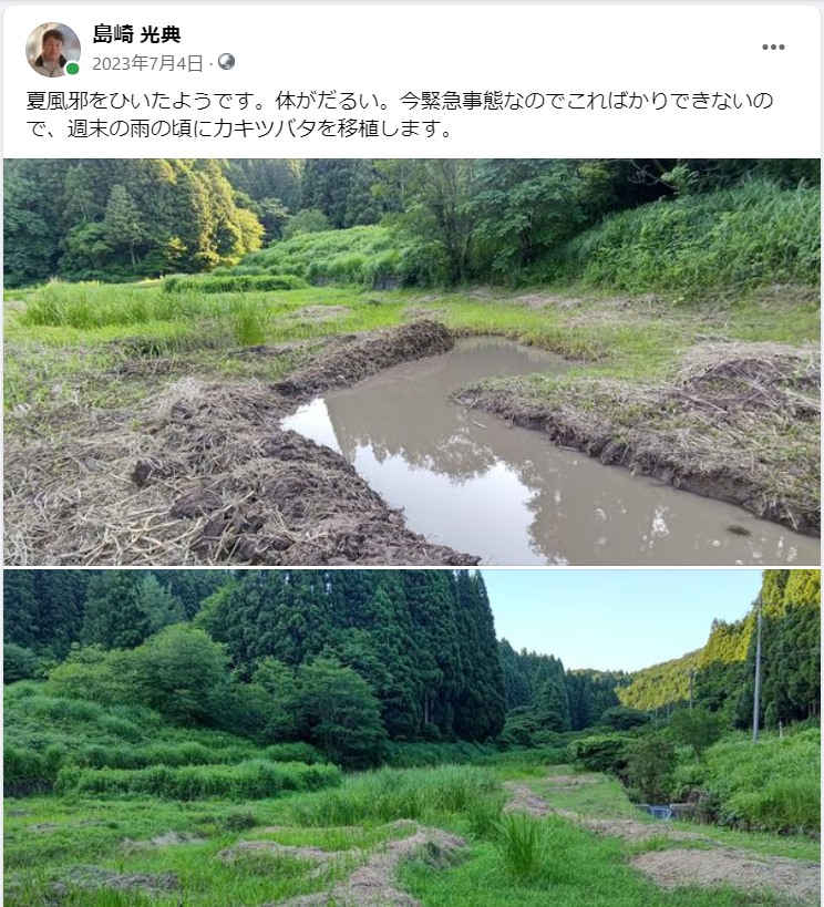 週末の雨の頃にカキツバタを移植します-2023-07-04