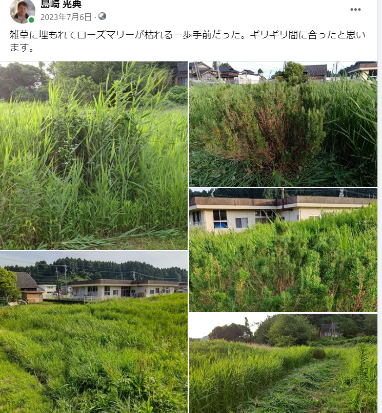 雑草に埋もれてローズマリーが枯れる一歩手前だった-2023-07-06