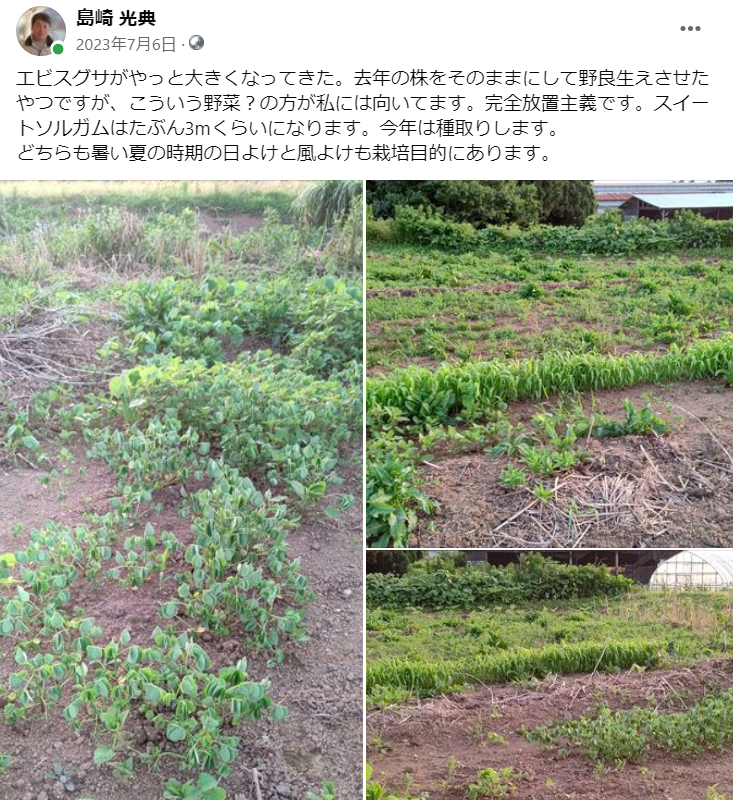 エビスグサがやっと大きくなってきた-2023-07-06