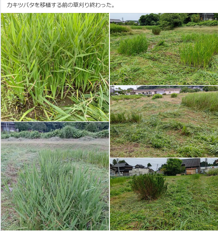 カキツバタを移植する前の草刈り終わった-2023-07-07