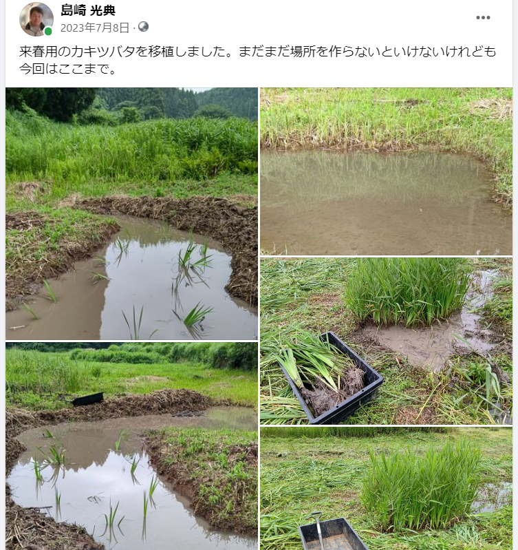 来春用のカキツバタを移植しました-2023-07-08