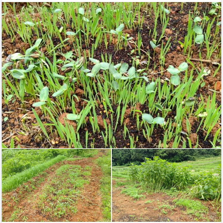 横浜中華街で売っている食用ひまわりの種が発芽しました-2023-07-11