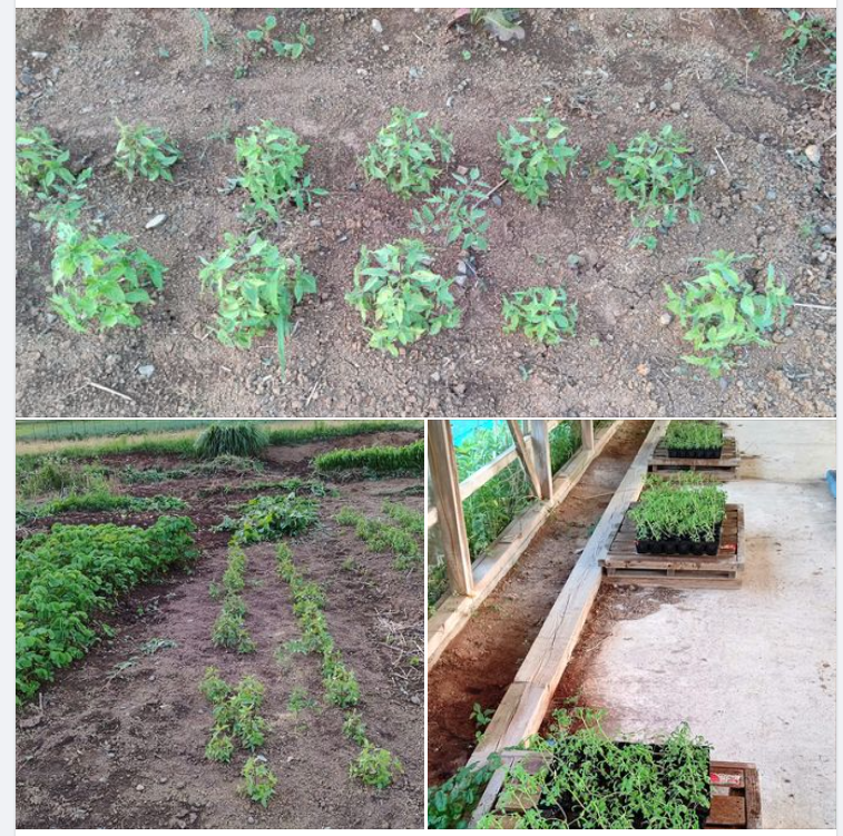 ポット苗よりも生育がいいけれど、初めてやってることだから理由が分からない-2023-07-11