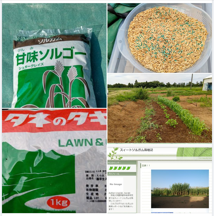 ６月にスイートソルゴーとペット用エン麦を混ぜて種まきしました-2023-07-13