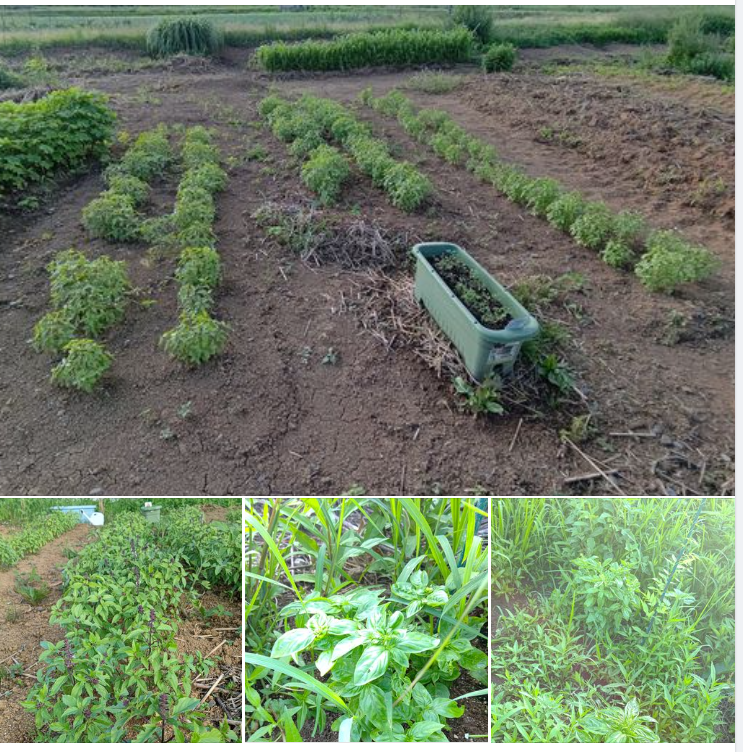 今年から露地栽培で試験栽培をしているホーリーバジルとスイートバジル-2023-07-22